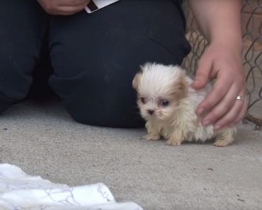 Ruggles The Tiny Puppy Plays With His Best Friend In The Whole World
