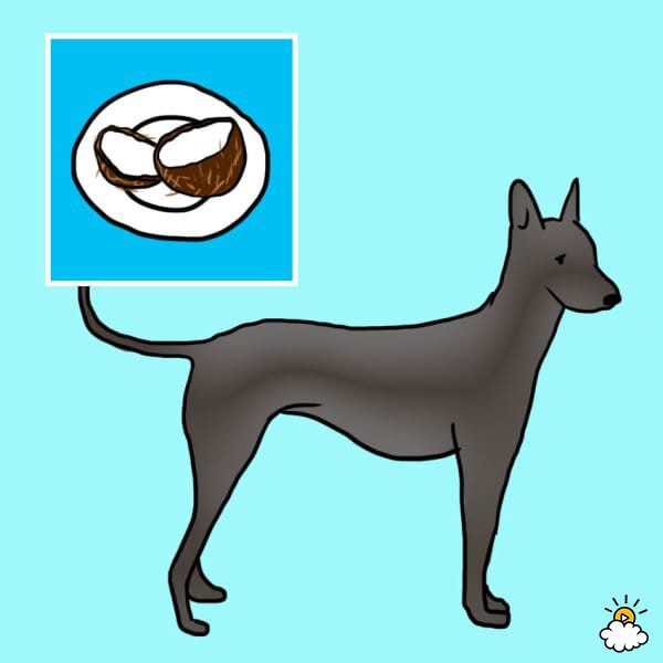 human food for dogs