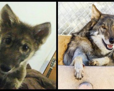 Boy Adopts An Abandoned ‘Puppy’ — Then Discovers He’s Actually A Baby Wolf