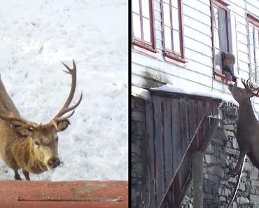 Her Husband Dies, Then Widow Looks Outside To Find Giant Deer Staring Up At Her