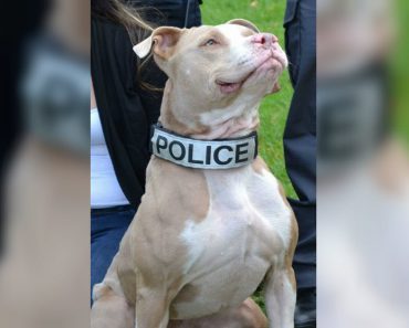 Pit Bull Abandoned In Grocery Store Parking Lot Becomes Proud K9 Officer