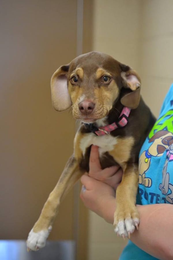 rescue dog peanut saves girl