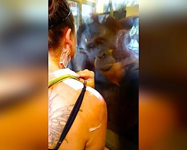 Burn Victim Meets Orangutan At Zoo, Can’t Believe When He Points At The Scars On Her Arm