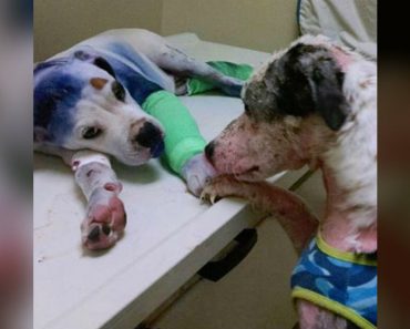 Abused 4-Month-Old Puppy Finds A Gentle Friend Just When He Needs It The Most