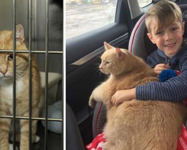Little Boy Picks Huge, Elderly Marmalade Cat After Mom Says He Can Adopt Any Pet In The Shelter