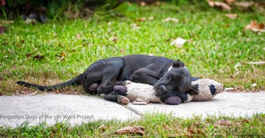 viral dog sleeping stuffed animal rescue