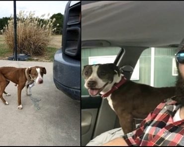 Bitter Ex-Boyfriend Abandons Girlfriend’s Dog Halfway Across Country So Stranger Brings Him Home