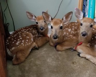 Woman Leaves Back Door Open As Storm Approaches And Later Finds 3 Baby Deer Seeking Shelter