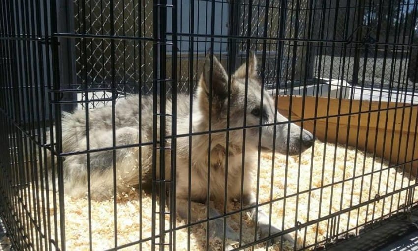castiel the wolf dog goes home