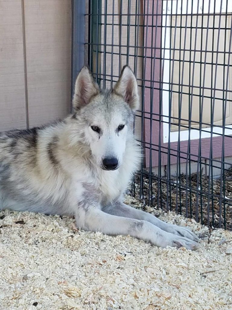 castiel the wolf dog goes home
