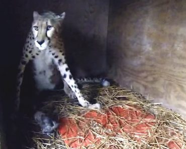 Cheetah Mom Gives Birth To Five Cubs At The Metro Richmond Zoo