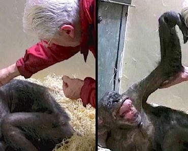 Dying Old Chimp Is Curled Up And Unresponsive Until She Sees Her Old Friend One Last Time