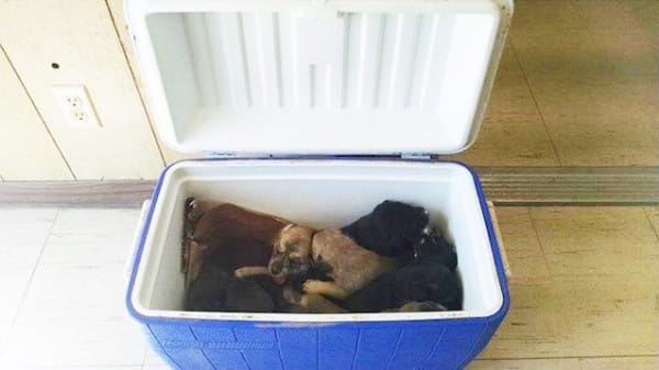 cooler of puppies