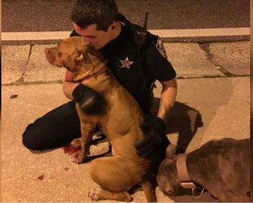 Cop Kneels In Street At Dawn To Comfort 2 Frightened, Abandoned Pit Bulls