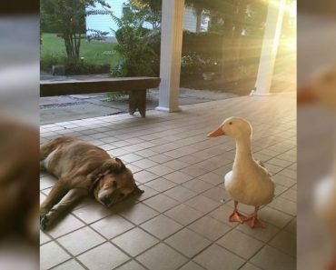 Grieving Dog’s Heart Is Healed When A Little White Duck Waddles Into His Life
