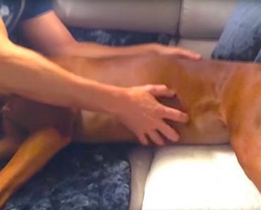 Dad Massages Fart Out Of Sleeping Dog, Then Her Ashamed Reaction Has Him In Stitches