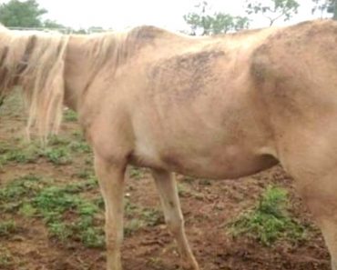 Horse Lover Buys Mistreated Mare For $50 To Give Her A 2nd Chance At A Happy Life