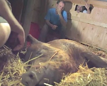 Pregnant Pig Has Tiny Belly But After 6th Baby Arrives He Knows X-Rays Were Totally Wrong