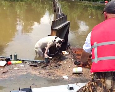 Hero Spots Exhausted Pit Bull Who’s Been Stranded In Floodwaters For 16 Hours