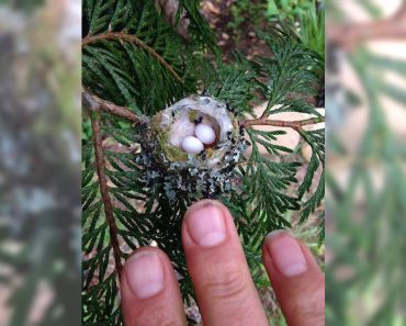 Experts Beg Everyone To Check Their Gardens For Tiny Hummingbird Eggs Before They Prune