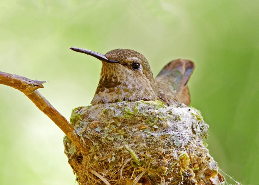 hummingbird nests