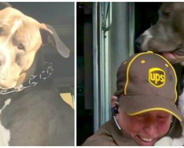 Friendly Pit Bull Always Greets UPS Driver. When His Owner Dies, She Decides To Adopt Him