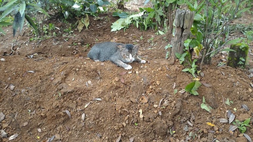 kitty wont leave grave