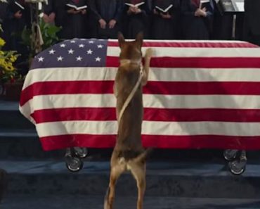 A Marine Died In Battle, But What His Dog Did After The Funeral? I’m Speechless!