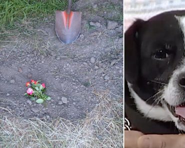Family Buries Dead Dog In Grave Only To Find Him Standing At The Front Door 14 Hours Later