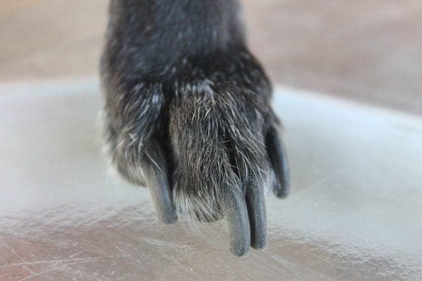 nail clipper dog grooming hack