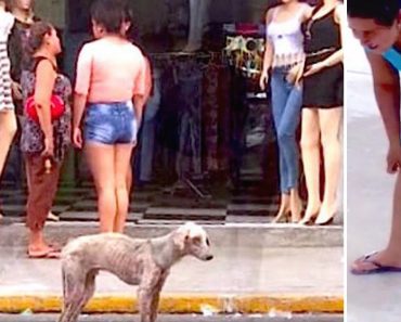 Hungry Dog Is Ignored In The Streets Every Day — Then A Stranger Decides To Take Him Home