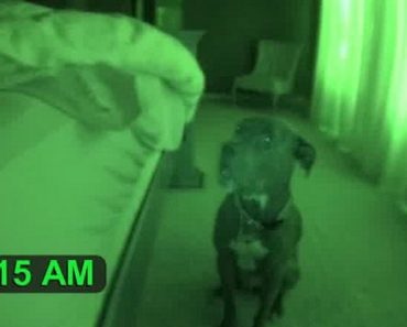 Dad Sets Up Night-Vision Camera And Captures Pit Bull Acting Strangely At 5 A.M.