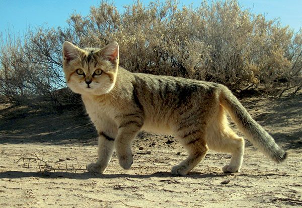 the sand cat reappears