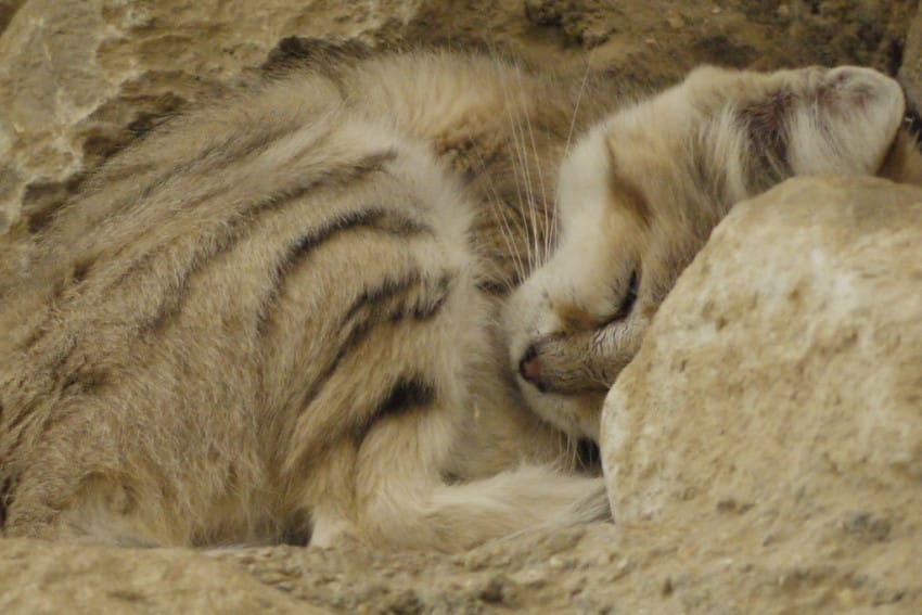 the sand cat reappears