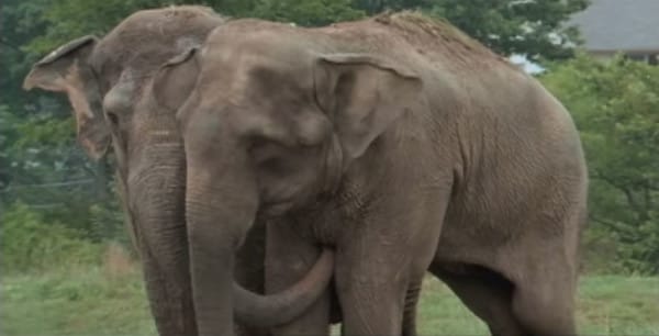 urban elephant shirleys story