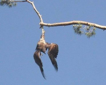 Sharp-Shooting Army Veteran Rescues Eagle Stuck In Tree
