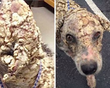 Depressed Dog With ‘Potato Chip-Like Scales’ Is Completely Unrecognizable After He’s Rescued
