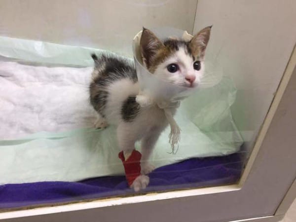 calico kitten rescue