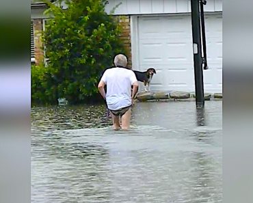 Elderly Man Spots Terrified Dog Trapped By Flood, Wades Into Thigh-High Water To Rescue Him