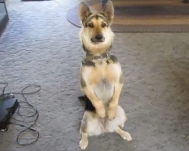 Watch How This Dog Plays Dead, It May Be The Best Ever. So Dramatic!