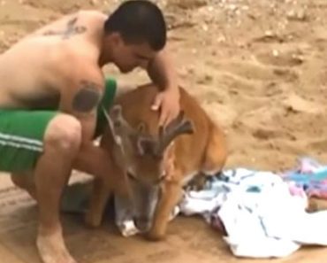 Fishermen Rescue A Struggling Deer Six Miles Off The Shore