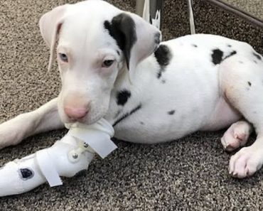Great Dane Born Without A Front Left Paw Gets Prosthesis And Is Now Training To Be A Service Dog