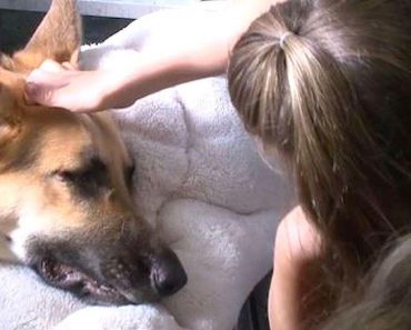 Heroic Family Dog Bravely Shields His 7-Year-Old Owner From Rattlesnake Attack