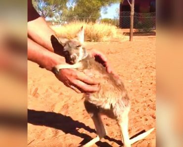 Tiny Baby Kangaroo Loses Mom, Then She Immediately Melts In New Caretaker’s Arms