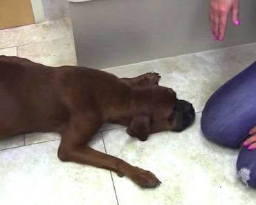 Abandoned, Pregnant Dog Holds Out For A Miracle, And Finally Gets Her Wish