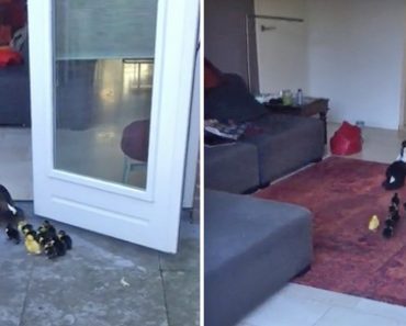 Mama Sneaks Her Ducklings Into The House, Then Homeowner Trails Behind With A Camera