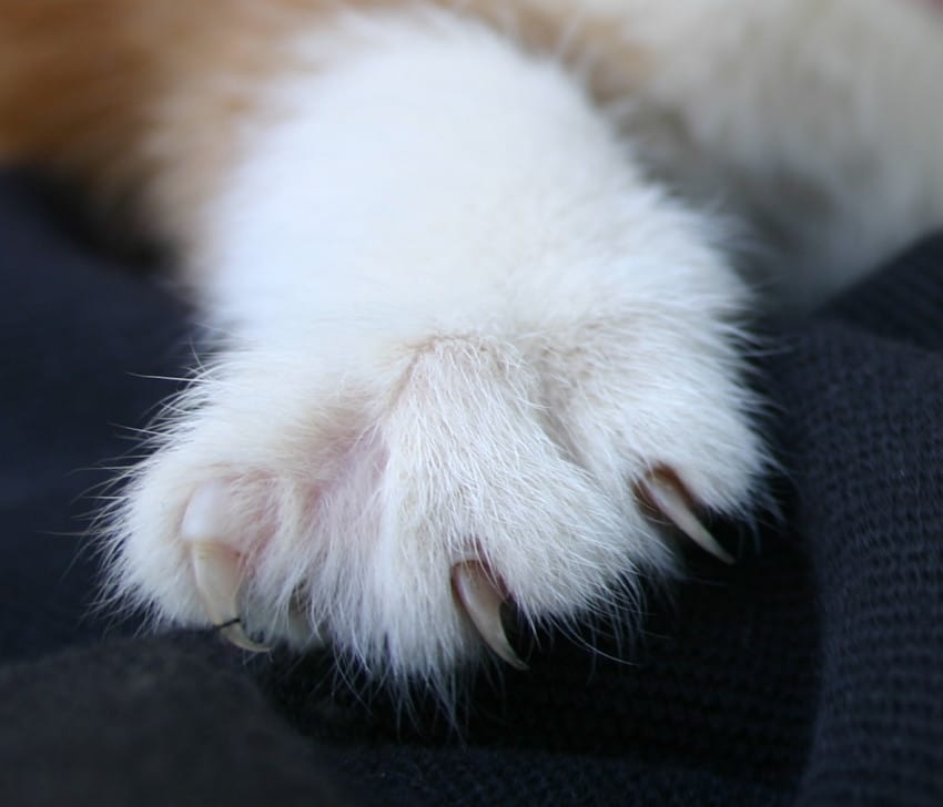 new jersey declawing ban
