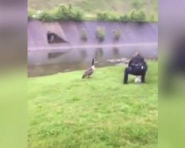 Frantic Mother Goose Chases Down 2 Cops, Then Leads Them To Baby Trapped By Balloon String