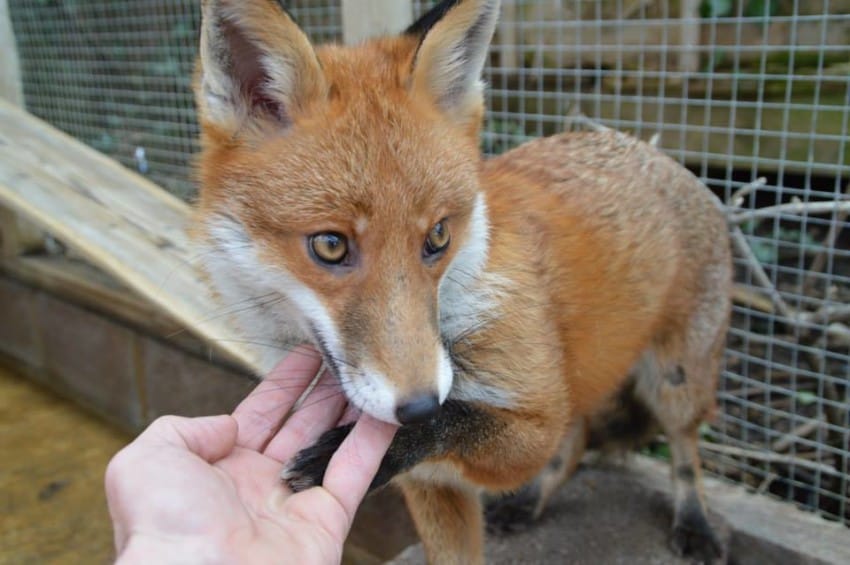 pudding tiny red fox