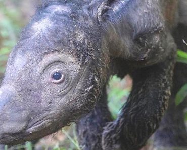 Rare Rhino Baby Is Only The Second Of Her Kind Born In 128 Years